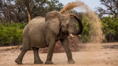 Ein Elefant spielt in einem Tierfilm oder einer Tierdokumentation mit Sand.