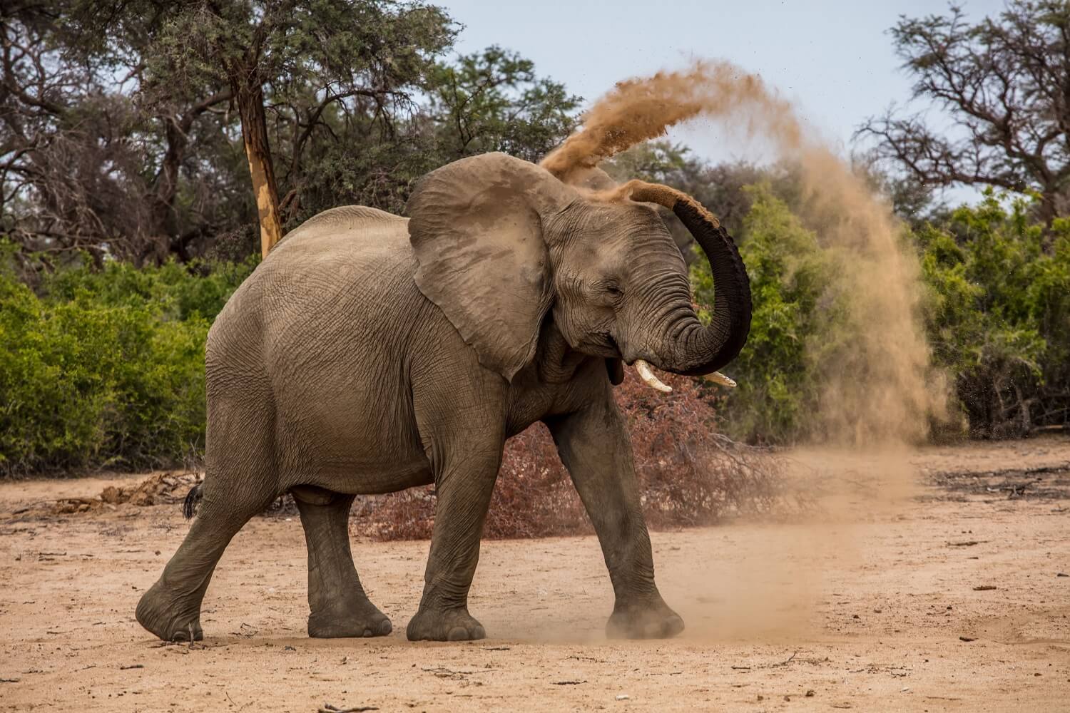Ein Elefant spielt in einem Tierfilm oder einer Tierdokumentation mit Sand.
