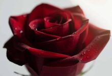 american-beauty-filmanalyse_film-lexikon