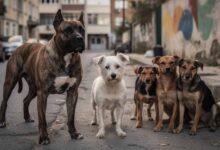 Amores-perros-–-Analyse-des-Films-von-Alejandro-González-Iñárritu__filmanalyse_film-lexikon