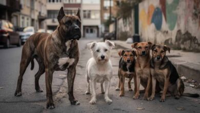 Amores-perros-–-Analyse-des-Films-von-Alejandro-González-Iñárritu__filmanalyse_film-lexikon